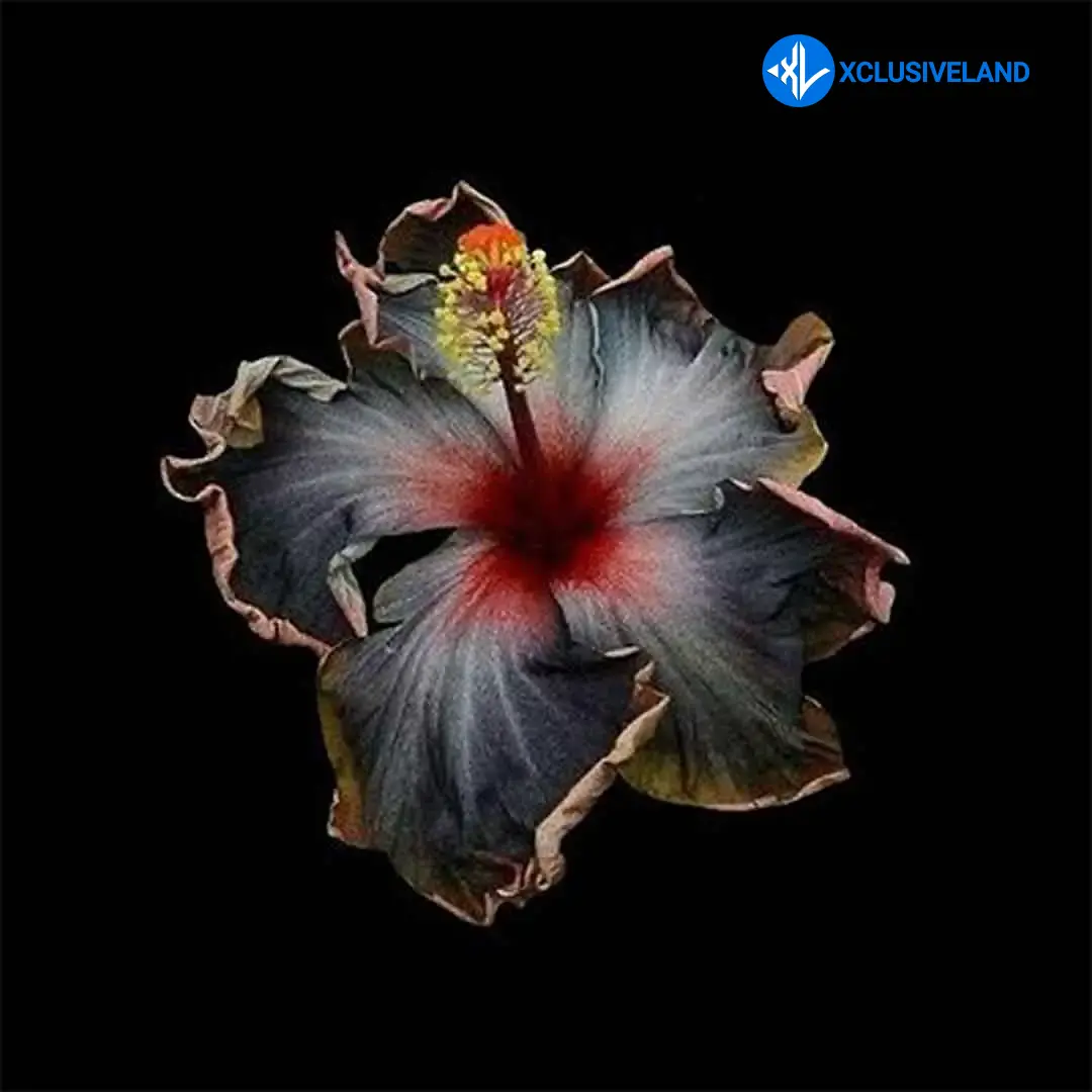 Babyboy AV – Rage Cover Art