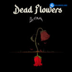 Dead Flowers